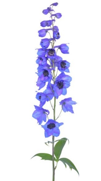 Larkspur Anesthesia Logo